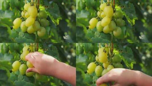 葡萄葡萄园摘葡萄高清在线视频素材下载