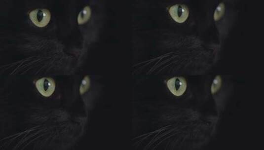 黑猫神秘的猫眼神眼睛特写对望看镜头纯黑色高清在线视频素材下载