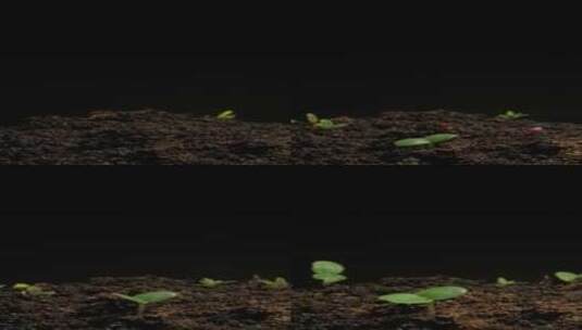 种子植物发芽生长延时摄影高清在线视频素材下载