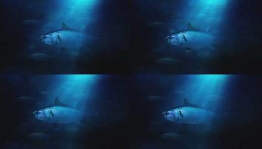 海底鱼游动高清在线视频素材下载