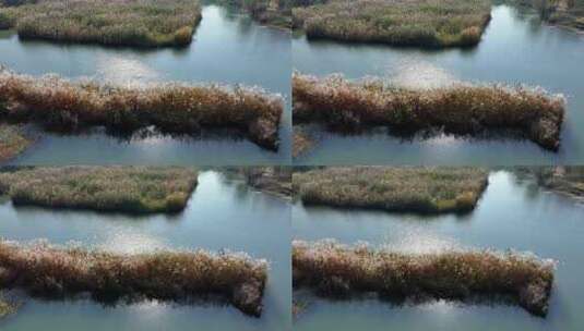 杭州西溪湿地秋意浓航拍高清在线视频素材下载