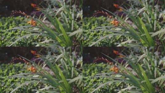 雄黄兰火星花庭院植物9091高清在线视频素材下载
