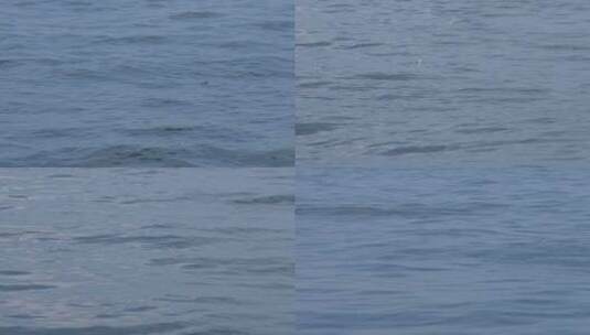 一群海鱼跳出水面高清在线视频素材下载