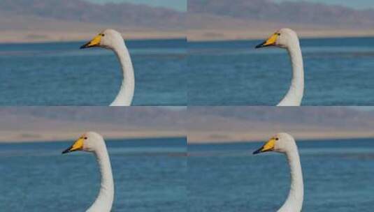 赛里木湖的天鹅高清在线视频素材下载