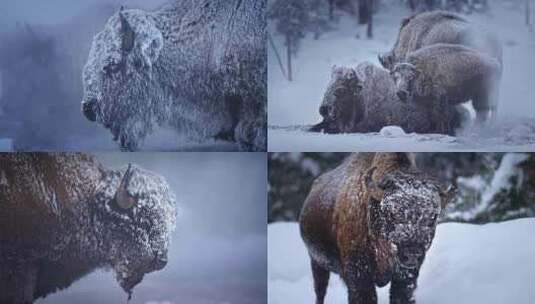 森林野牛牛群雪天雪地雪景温泉高清在线视频素材下载