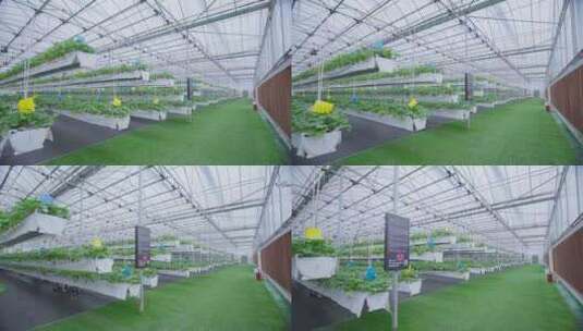 时新生态农业空中草莓高清在线视频素材下载