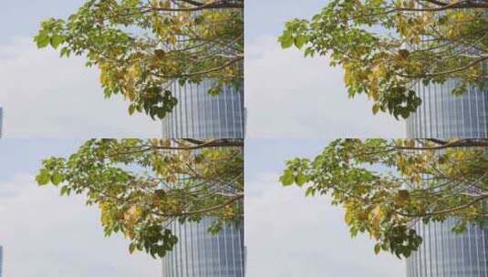 透过树枝树叶看中国华润大厦高清在线视频素材下载