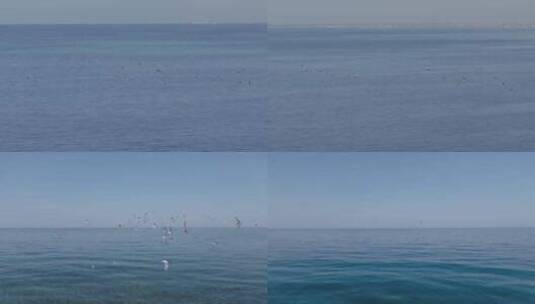 海上飞翔的海鸥高清在线视频素材下载