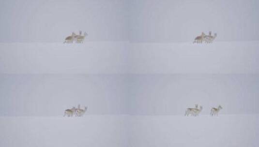 三只黄羊蒙原羚高清在线视频素材下载