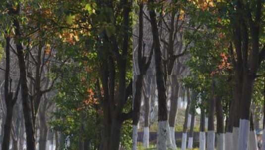 江南冬季阳光 林过冬刷石灰养护树干高清在线视频素材下载