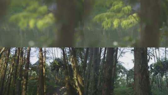 森林的小亭子高清在线视频素材下载