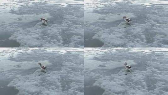 冰面上梳洗羽毛的水鸭子高清在线视频素材下载