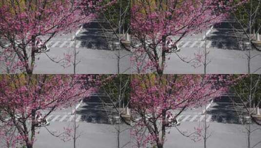 大理大学的樱花高清在线视频素材下载