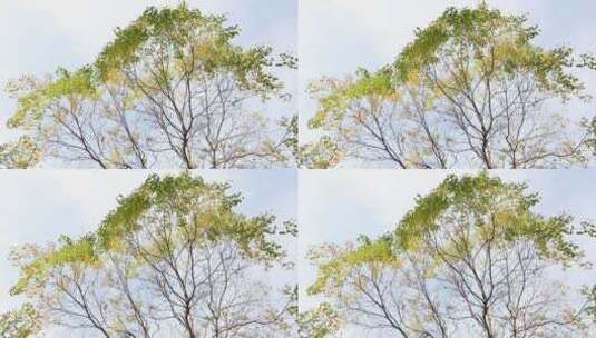 蓝天下的乌桕树高清在线视频素材下载