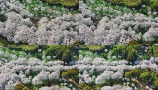 无锡金匮公园樱花航拍俯瞰横移视角高清在线视频素材下载