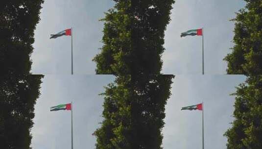 阿联酋国旗在阿布扎比滨海大道的绿色植物中高清在线视频素材下载