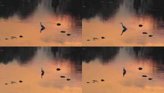夕阳下在水中觅食的小白鹭高清在线视频素材下载