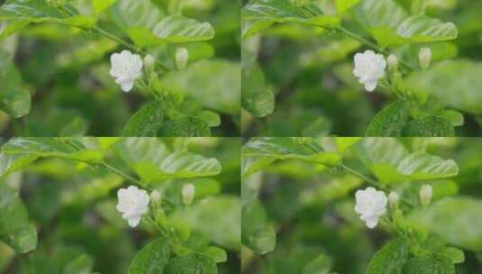 唯美茉莉花与茉莉花茶制作福州茉莉花种植园高清在线视频素材下载