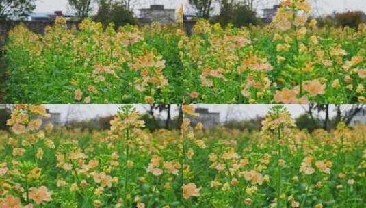 油菜花春天油菜花海油菜花田菜花花海高清在线视频素材下载