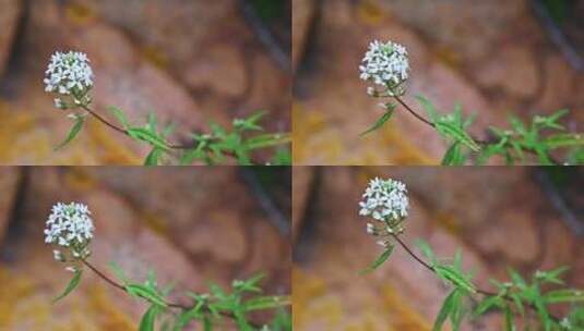 夏季雨后山间野花昆虫采蜜高清在线视频素材下载