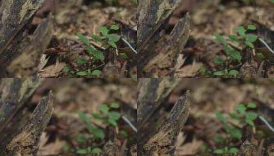 丛林中的老木头实拍高清在线视频素材下载