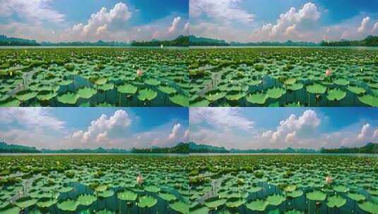 8k荷花荷叶池塘天空舞台背景led高清在线视频素材下载