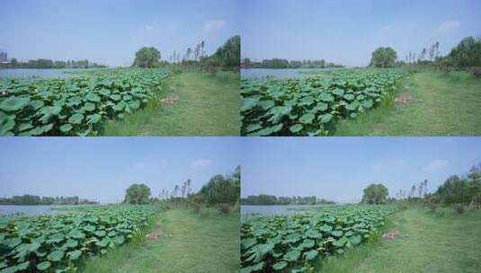 武汉江夏区汤逊湖壹号湿地公园高清在线视频素材下载