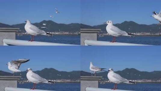 站在栏杆上休息的海鸥特写3高清在线视频素材下载