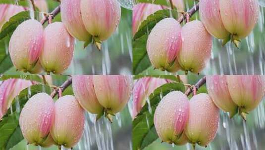 雨中带水珠的粉色花苞特写高清在线视频素材下载