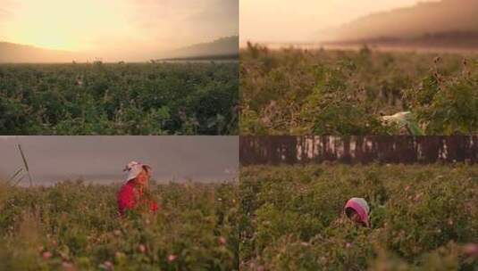 日出时分的大片玫瑰种植园高清在线视频素材下载