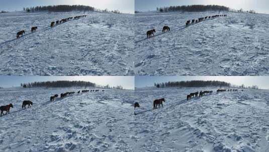 雪地中马群行进全景高清在线视频素材下载