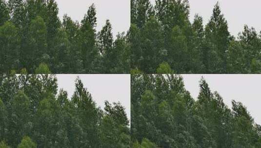 茂密树林绿色树冠景象高清在线视频素材下载