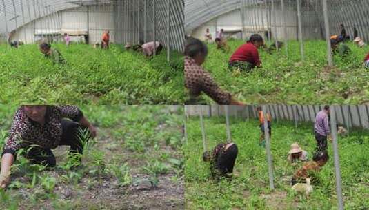 大棚内黄精种植除草的农民高清在线视频素材下载
