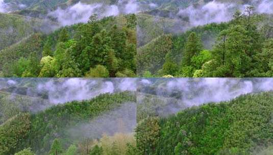 实拍雨后森林云雾缭绕 绿水青山 高山云海高清在线视频素材下载