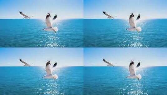 海面上海鸥飞翔画面高清在线视频素材下载