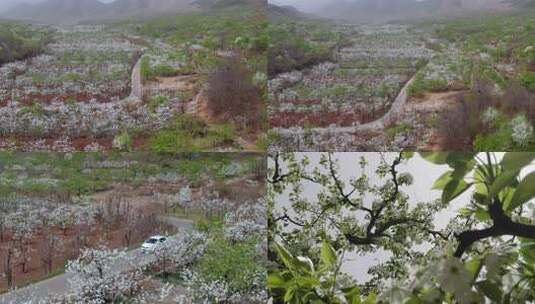 梨花 春天 春暖花开 花瓣雨高清在线视频素材下载