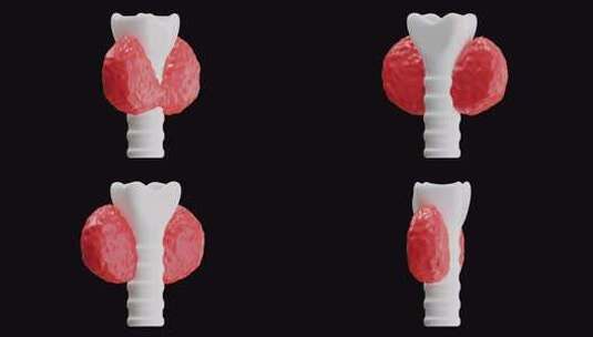 甲状腺 3d 动画高清在线视频素材下载