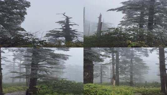 瓦屋山秋冬季云雾缭绕的景色高清在线视频素材下载