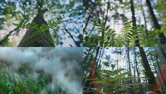 森林清晨植物树林阳光大自然生态树叶风景风高清在线视频素材下载