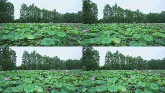 武汉东湖磨山景区盆景园高清在线视频素材下载