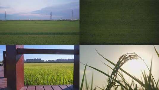 航拍 天津 小站稻 水稻 大米 生态农业 三农高清在线视频素材下载