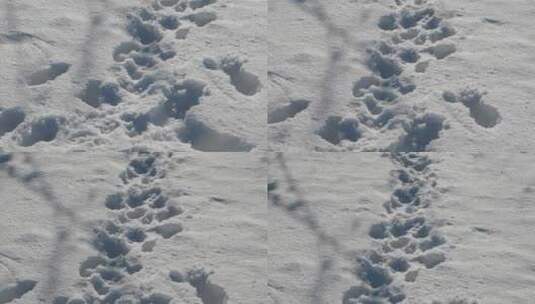 雪地上的脚印高清在线视频素材下载