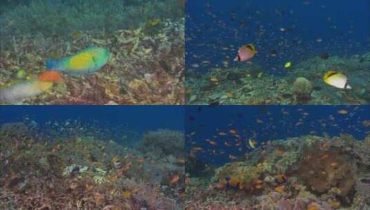 珊瑚海底世界2高清在线视频素材下载