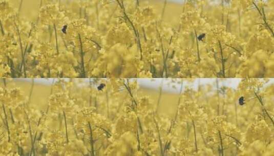 3742_蜜蜂在花间飞来飞去高清在线视频素材下载