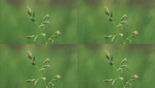 高清实拍野草的茎高清在线视频素材下载