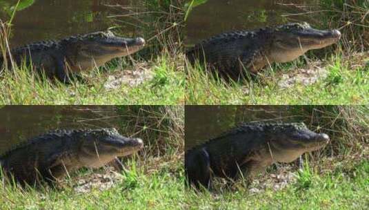 在沼泽地里游泳的鳄鱼高清在线视频素材下载