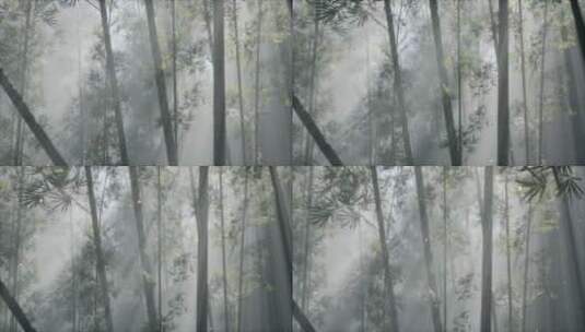 竹林里的晨雾高清在线视频素材下载