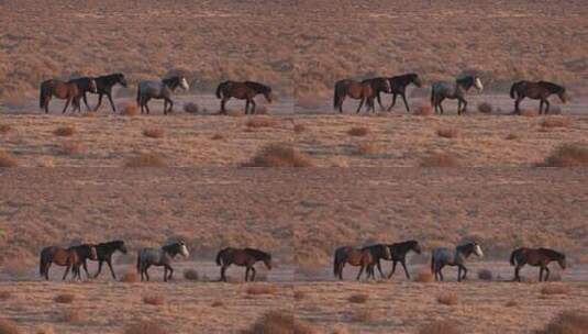 马在沙漠上奔跑高清在线视频素材下载