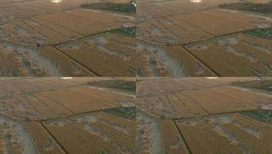 秋天稻田风景航拍4K60p自然风光高清在线视频素材下载