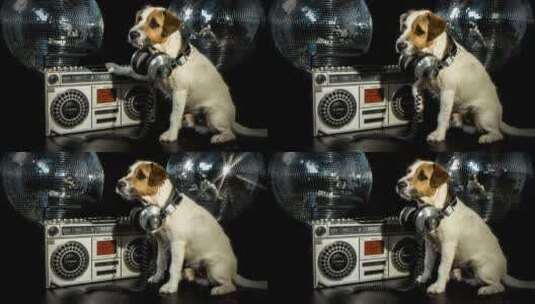 带耳机的狗狗高清在线视频素材下载